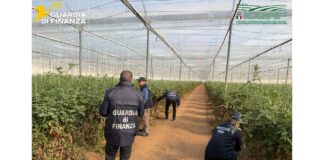 sementi contraffatte