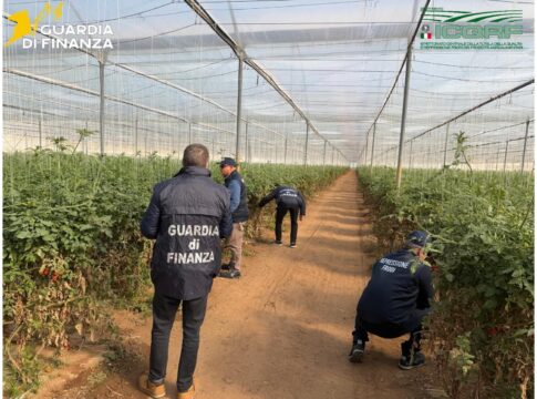 sementi contraffatte