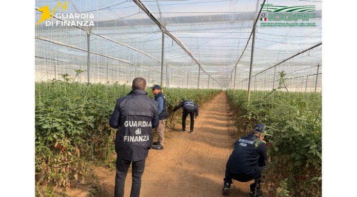 Sementi di pomodoro contraffatte, maxi sequestro in Sicilia sementi contraffatte