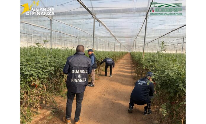Pomodoro guardia di finanza sementi contraffatte