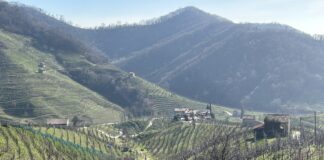 Regole più flessibili per la viticoltura Ue pacchetto vino