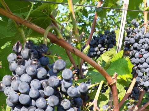 Il “mondo Piwi” oggi piwi