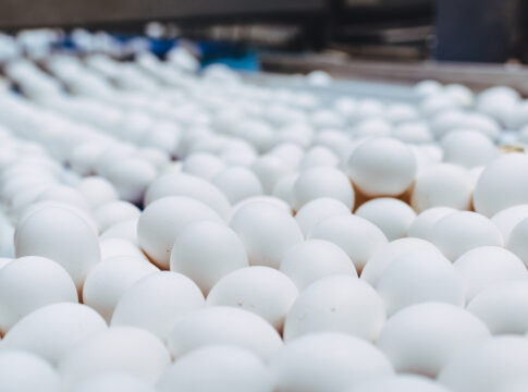 Aviaria: prezzi delle uova in aumento del 27% in tre mesi aviaria