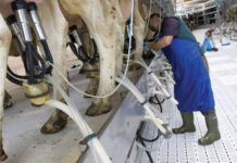 Prezzo del latte, rinnovato l’accordo: 47 centesimi al litro per tre mesi