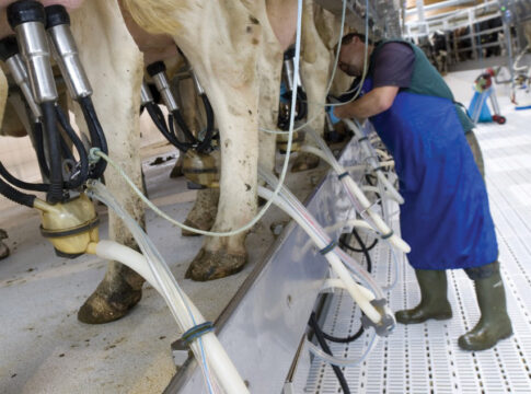 Prezzo del latte, rinnovato l’accordo: 47 centesimi al litro per tre mesi