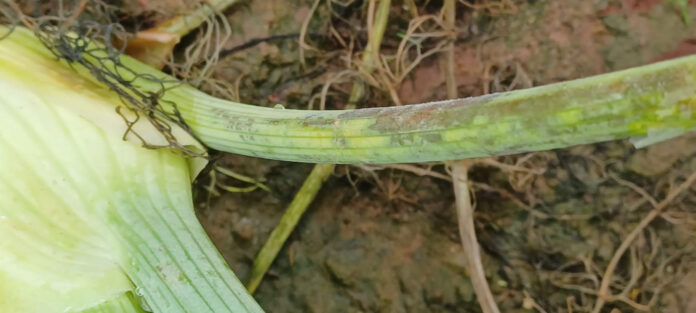 peronospora su finocchio