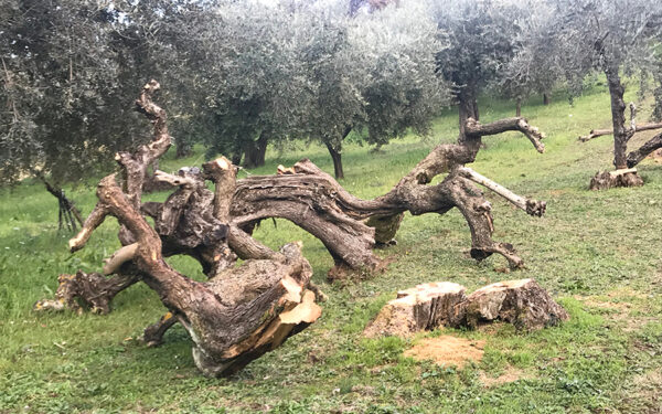 espianto olivo