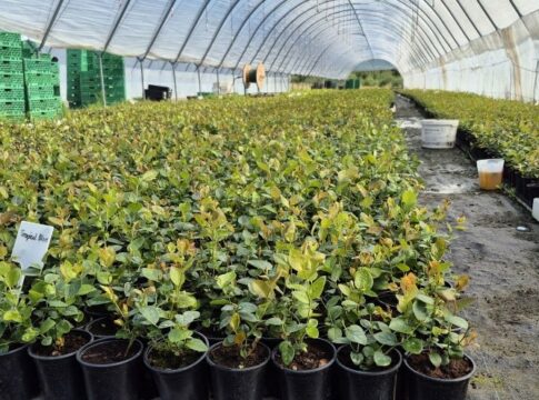 Micropropagazione: come produrre piante sane e uniformi dal laboratorio alla serra