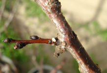 Albicocco, i ritorni di freddo promuovono le batteriosi ritorni di freddo