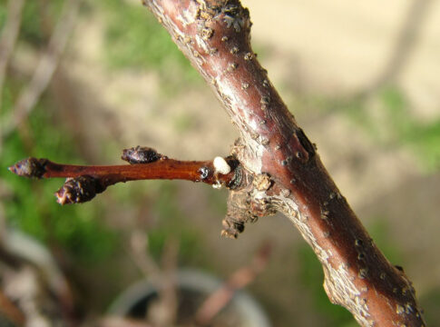 Albicocco, i ritorni di freddo promuovono le batteriosi ritorni di freddo