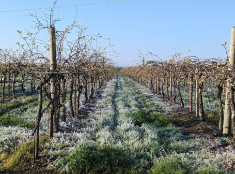 Con la primavera arriva il rischio gelate tardive gelate tardive
