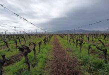 Potatura vite, usare il Trichoderma per proteggere i tagli potatura vite