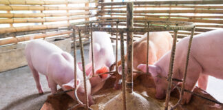 Contratto di soccida: come evitare contestazioni soccida