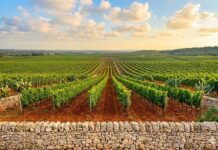 vigneti puglia