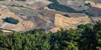 Csr Puglia 2023-2027, avviso per imboschimento terreni agricoli