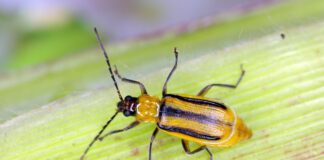 diabrotica
