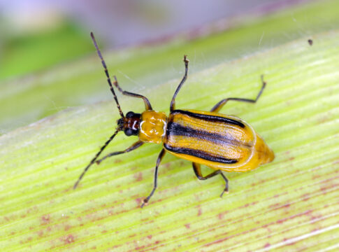 diabrotica