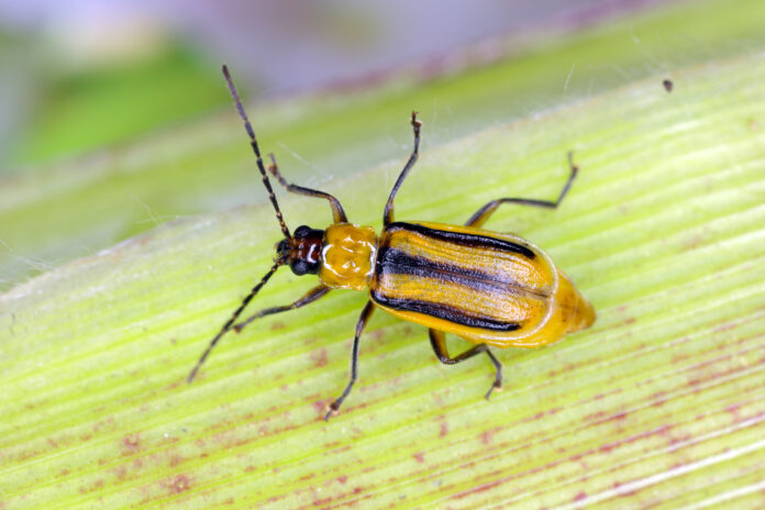diabrotica