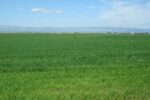 Grano duro, complicazioni per la seconda concimazione azotata in copertura concimazione azotata