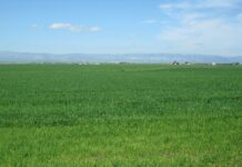 concimazione azotata