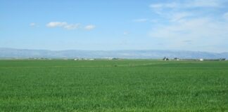 Grano duro, complicazioni per la seconda concimazione azotata in copertura concimazione azotata