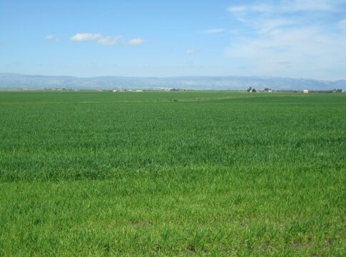 Grano duro, complicazioni per la seconda concimazione azotata in copertura concimazione azotata