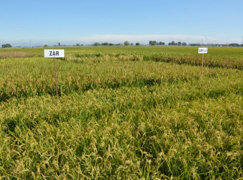 Ci sono troppe varietà di riso riso