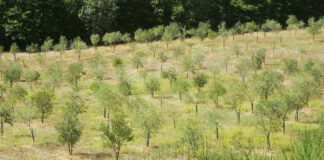 Microbiota radicale, microbi alleati contro la siccità dell’olivo