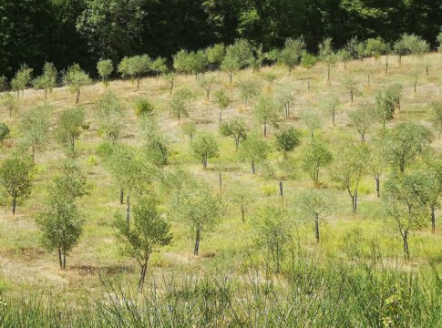 Microbiota radicale, microbi alleati contro la siccità dell’olivo