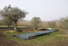 piattaforma bioeconomia circolare