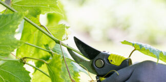 doppia potatura vite