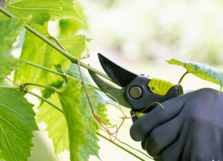 doppia potatura vite