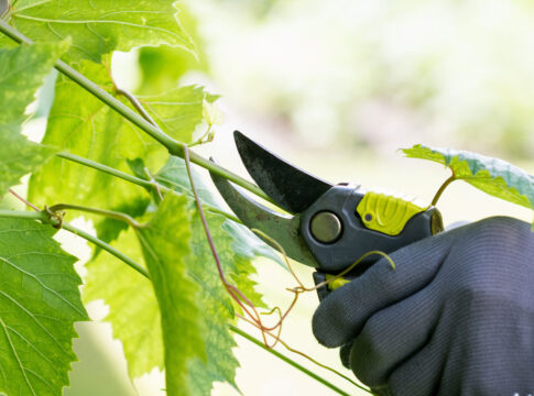 doppia potatura vite