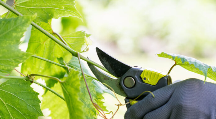 doppia potatura vite