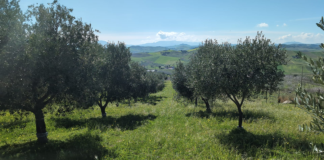 Quando potare l’olivo conta più della cultivar potare olivo