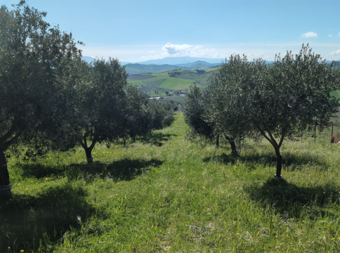 Quando potare l’olivo conta più della cultivar potare olivo