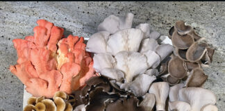 Funghi nell’ex stalla: l’idea vincente dei fratelli Nazzani funghi