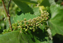 peronospora
