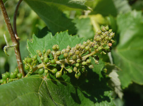 peronospora