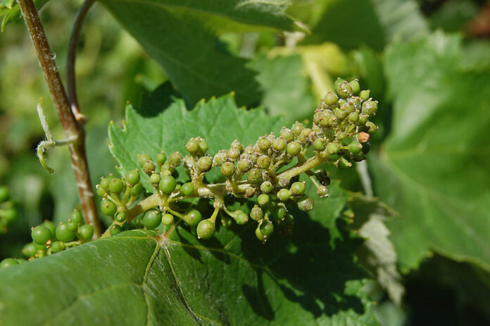 peronospora