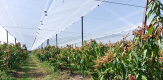 Frutticole: l’innovazione passa dal vivaismo frutticole