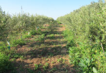 olivo
