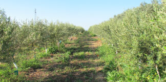olivo