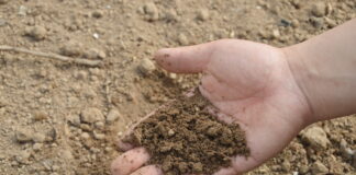 royalty free pickpik.com