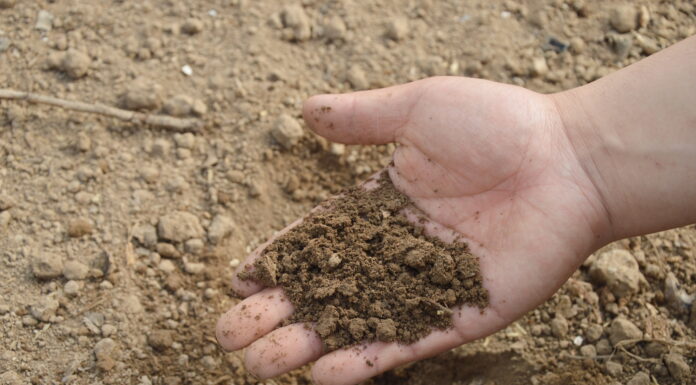 royalty free pickpik.com