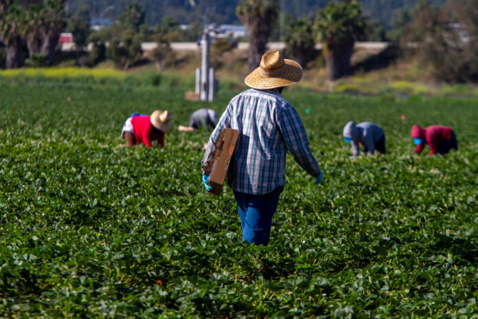 lavoro agricoltore campo manodopera manodopera