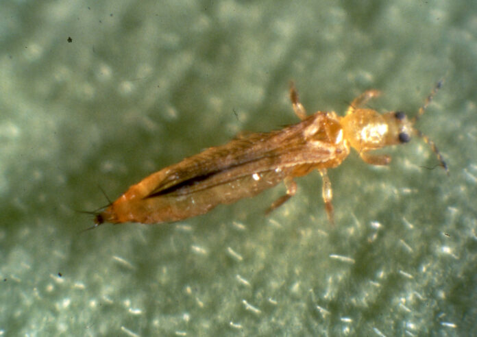 Adulto di Frankliniella occidentalis virosi delle insalate