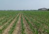Sis acquisisce stabilimento Syngenta per la produzione di sementi di mas mais