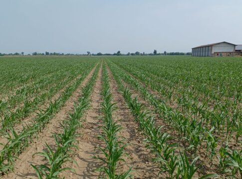 Sis acquisisce stabilimento Syngenta per la produzione di sementi di mas mais