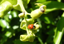 Agrumi, pochi insetticidi per i fitofagi succhiatori agrumi afidi